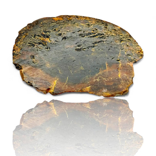 A Rare Black Natural Petrified Wood Amber Slab Fine Mineral Specimen