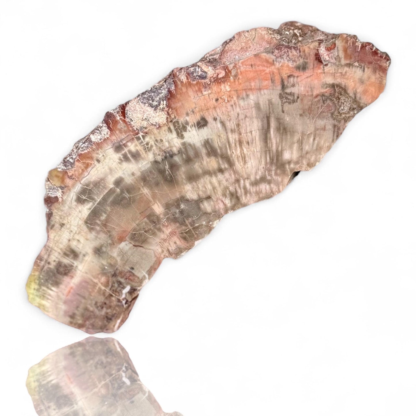 A Natural Petrified Wood Slab Paperweight Decor Home Office Desk Tabletop, Art