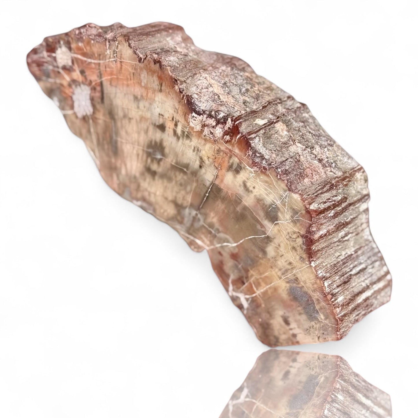 A Natural Petrified Wood Slab Paperweight Decor Home Office Desk Tabletop, Art