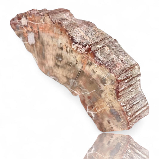 A Natural Petrified Wood Slab Paperweight Decor Home Office Desk Tabletop, Art