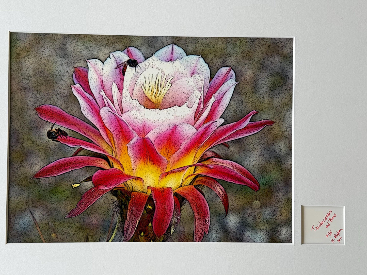 A Signed Numbered Dated Artwork Trichocereus Flower and Bees #115 H.Riga’s 2001