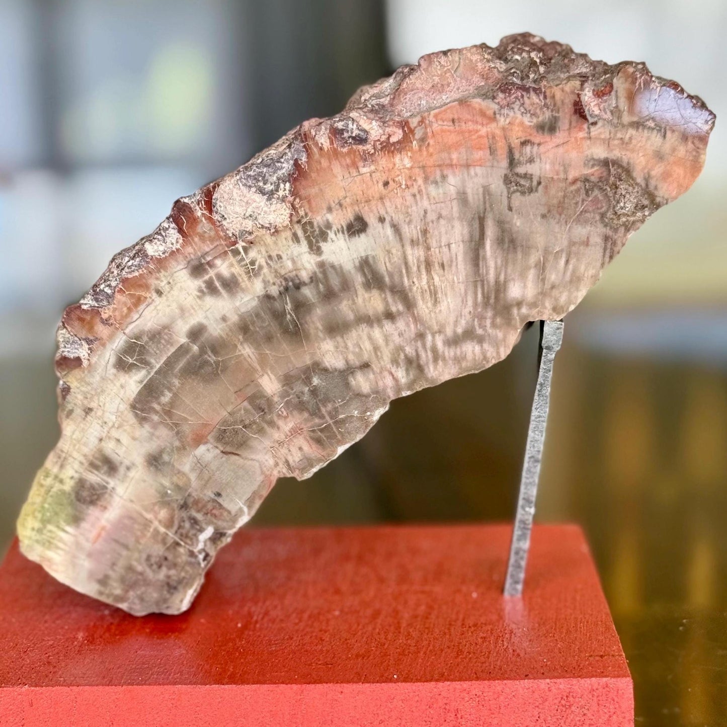 A Natural Petrified Wood Slab Paperweight Decor Home Office Desk Tabletop, Art