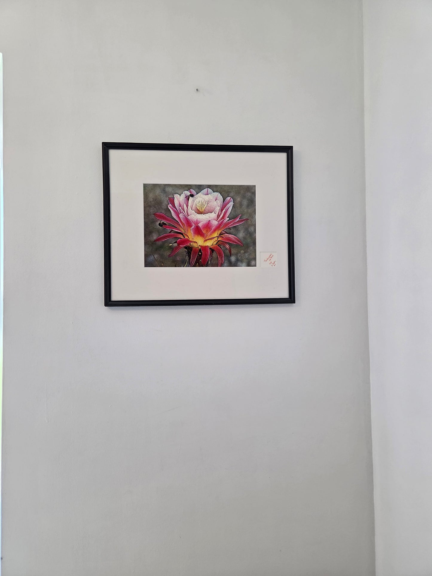 Trichocereus Flower and Bees Signed Print by H. Riga 2001 Numbered 115 Art Decor