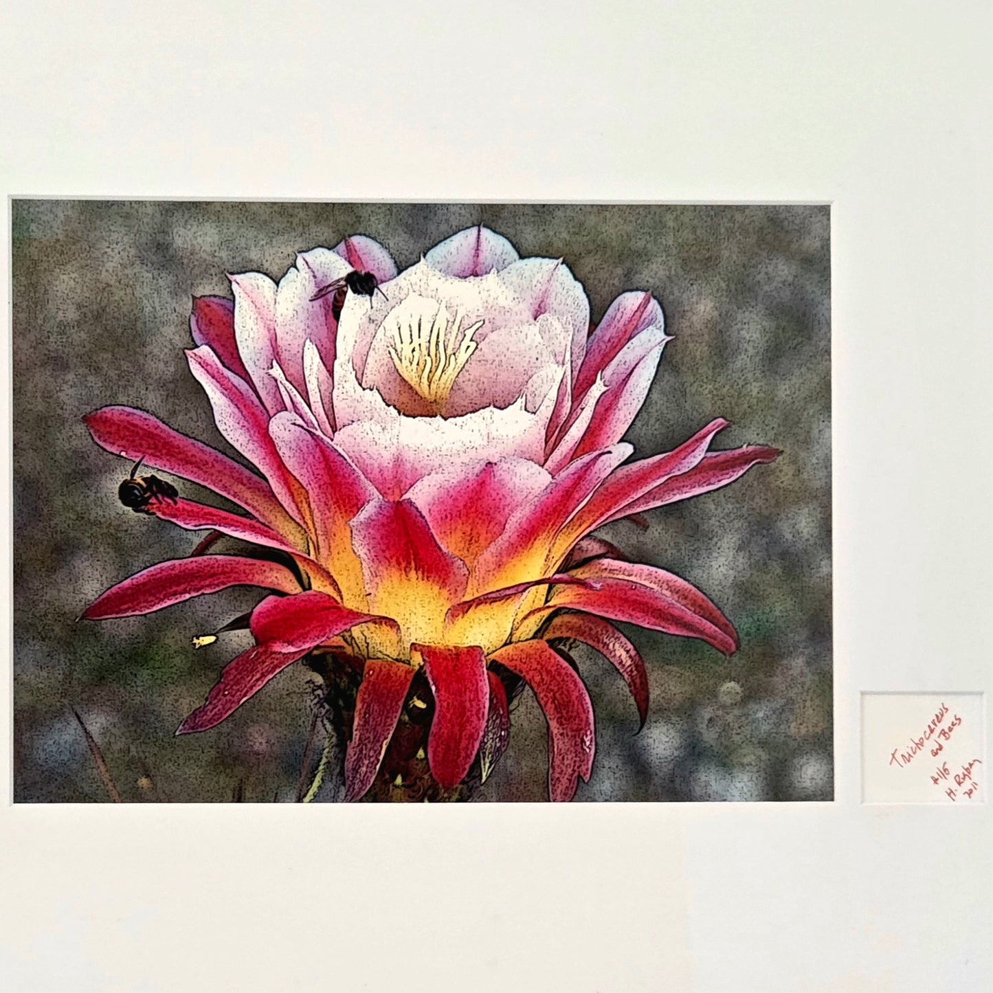 Trichocereus Flower and Bees Signed Print by H. Riga 2001 Numbered 115 Art Decor