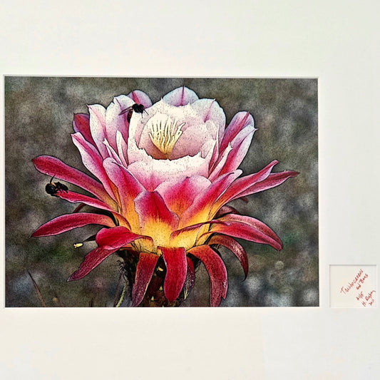 Trichocereus Flower and Bees Signed Print by H. Riga 2001 Numbered 115 Art Decor